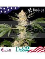 Buddha Dosi2 (Buddha Seeds USA Collection)