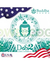 Buddha Dosi2 (Buddha Seeds USA Collection)