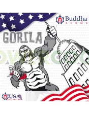 buddha-gorila-buddha-seeds-usa-collection
