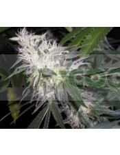 Chemdog (Greeen House Seeds) Semilla Cannabis Feminizada Barata