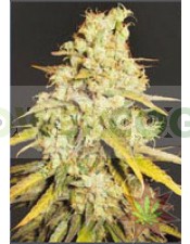 Semilla Critical Super Silver Haze de Delicious Seeds Feminizada 100% Cannabis