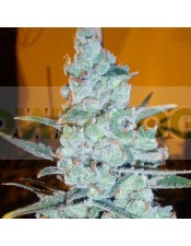 Critical Jack Herer (Delicious Seeds)