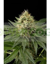 Dinachem (Dinafem) Semilla Feminizada Cannabis