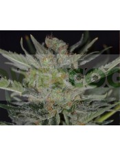 Domina Semilla Feminizada (CBD Seeds) de marihuana