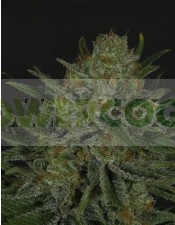 Double Glock (Ripper Seeds) Semilla Feminizada de Cannabis