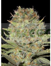 Semilla Dubble Gum (Profesional Seeds) Feminizada Cannabis