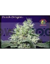 Dutch Dragon Regular