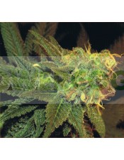 ESE T. Bilbo Auto (Genehtik Seeds) Semilla Autofloración feminizada Cannabis