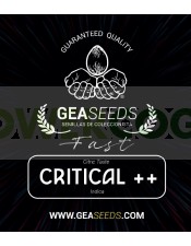 Fast Critical ++ Feminizada (Gea Seeds)