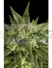 Semillas de Marihuana Fruit Autoflowering Autofloreciente