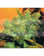Goxuak Auto (Genehtik Seeds) Semilla Autofloración feminizada Cannabis