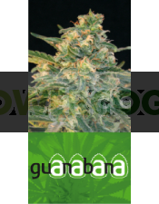 Guanabana (Blim Burn Seeds) Feminizada