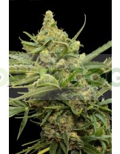 Haze Gom Automatic (Grass-o-Matic) Semilla Feminizada Autofloreciente Cannabis