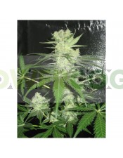 King Kong (Dr. Underground Seeds) Semilla Feminizada Cannabis - Marihuana