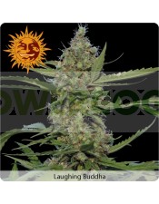 Laughing Buddha (Barney´s Farm Seeds)