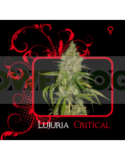 Lujuria Critical (7 Pekados Seeds) Semilla feminizada Marihuana Barata