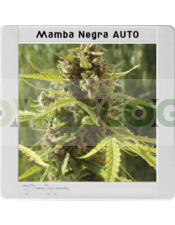 Mamba Negra Auto (Blim Burn Seeds)