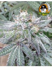 Mandarina Kush (Mano Verde Seeds) Semilla Feminizada Cannabis