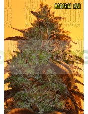 Mandarina Kush (Mano Verde Seeds) Semilla Feminizada Cannabis