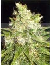 MAZAR X GREAT WHITE SHARK (WORLD OF SEEDS) MEDICAL COLLECTION
