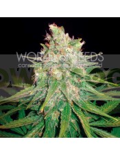 MAZAR X GREAT WHITE SHARK (WORLD OF SEEDS) MEDICAL COLLECTION