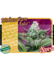Mohan Ram Auto (Sweet Seeds) 