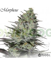 Morpheus CBD (Buddha Seeds)