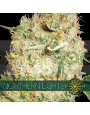 Northern Lights Vision Seeds