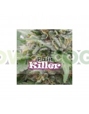Painkiller (Dr. Underground Seeds) Semilla Feminizada Cannabis - Marihuana Painkiller (Dr. Underground Seeds) Hablamos de un híbrido creado exclusivamente para uso medicinal, si bien en las sativas buscamos efectos activos, en esta planta hemos creado lo 
