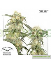 Pamir Gold (Dutch Passon Seeds) Semilla Feminizada Cannabis Indoor-Outdoor del Himalaya