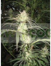 Pamir Gold (Dutch Passon Seeds) Semilla Feminizada Cannabis Indoor-Outdoor del Himalaya
