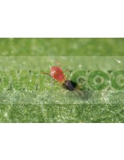 SPIDEX Phytoseiulus Persimilis (Contra Araña Roja) Lucha Biológica