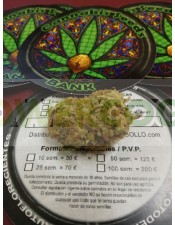 Psico Soma (Cannabis Seeds) Feminizada