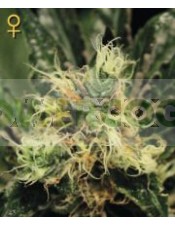 Pure Kush (Greeen House Seeds) Semilla Feminizada Marihuana - CAnnabis