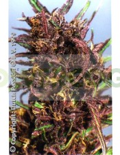 Purple #1 Regular (Dutch Passion) Semilla Cannabis-Marihuana