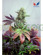 Semilla Feminizada Cannabis Purple Haze #1 (Positronics Seeds)