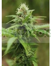 Royal Moby (Royal Queen Seeds)