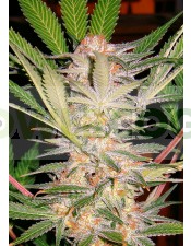 S.A.D. S1 (Sweet Afgani Delicious) Sweet Seeds