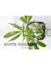 Semilla de marihuana White Siberian Feminizada
