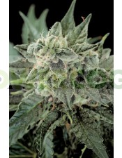 Semillas de Marihuana Roadrunner Autoflowering#2 Autofloreciente Feminizada de Dinafem