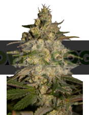 Silver Jack (SeedMakers) Semilla Feminizada Cannabis-Marihuana barata