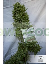 Snow Bud (Dutch Passon Seeds) Semilla Feminizada Marihuana Cultivo Indoor-Outdoor