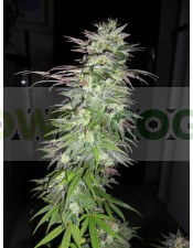 Snow Bud (Dutch Passon Seeds) Semilla Feminizada Marihuana Cultivo Indoor-Outdoor