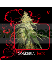 Soberbia Jack (7 Pekados Seeds) Semilla feminizada Marihuana