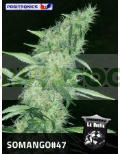 Somango#47 (Positronics Seeds) Semilla feminizada Cannabis-Marihuana