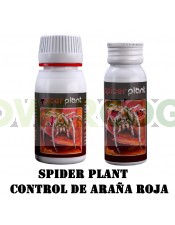 Spider Plant (Agrobacterias) Araña Roja