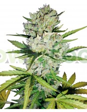 Super Skunk AutoFem (Vision Seeds) Semilla Cannabis Barata