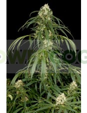 Semilla cannabis Super Silver (Dinafem Seeds)