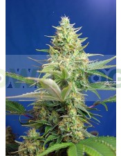 Sweet Pure Auto CBD (Sweet Seeds). Encuentra las mejores Semillas Feminizadas de Marihuana en nuestros GrowShop Dr. Cogollo - PowerCogollo.com tu Grow más Barato  y con el transporte incluido en envíos superiores a 50€ (Envíos y Devoluciones).  Sweet Pure