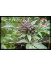 Sweet Purple Regular